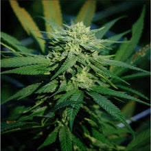 Carica l'immagine nel visualizzatore di Gallery, FRUIT CAKE