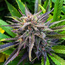 Carica l'immagine nel visualizzatore di Gallery, HARLEQUIN