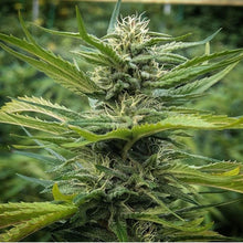 Carica l'immagine nel visualizzatore di Gallery, LEMON TONIC